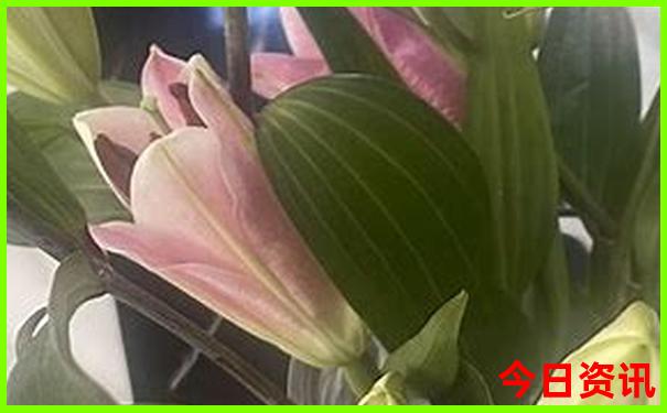 重庆旅游什么季节去最好